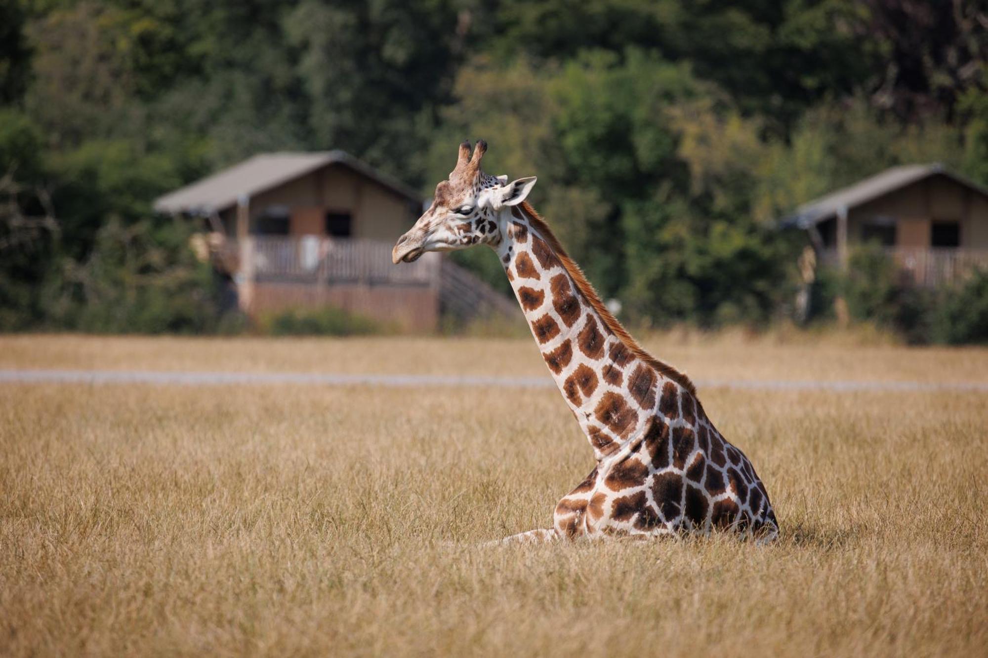 Hotel Knuthenborg Safaripark Maribo Exterior foto