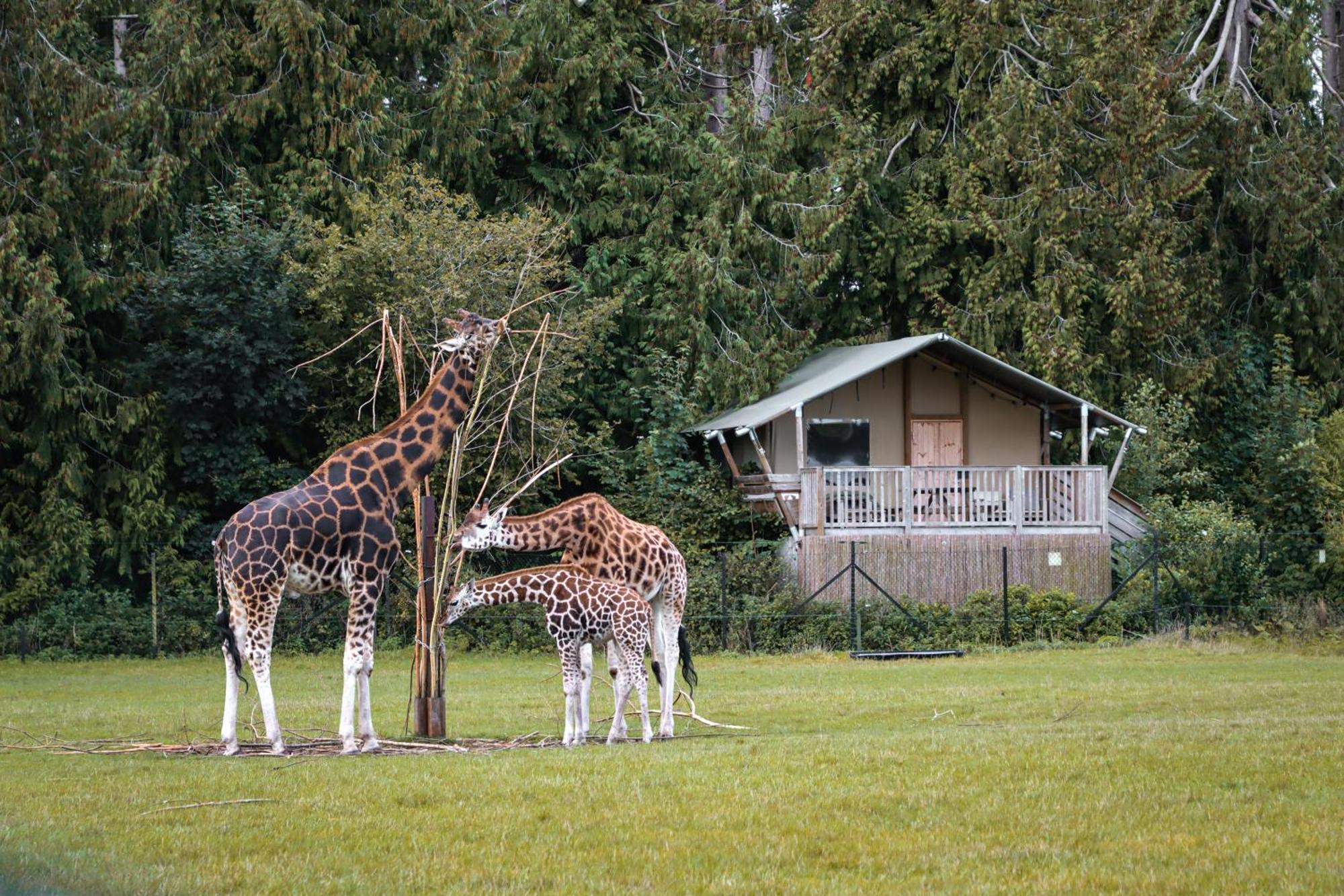 Hotel Knuthenborg Safaripark Maribo Exterior foto