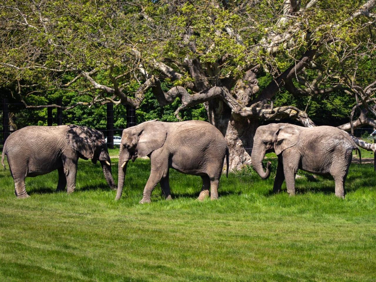 Hotel Knuthenborg Safaripark Maribo Exterior foto
